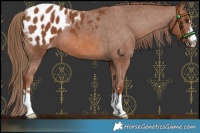 Horse Color:Chestnut Blanket
