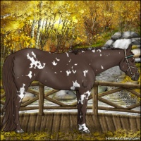Horse Color:White Spotted Liver Chestnut 
