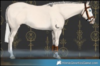 Horse Color:Cremello Splash  and Cremello Splash 