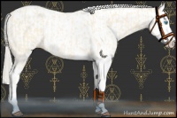 Horse Color:Cremello Splash  and Cremello Splash Near Leopard 