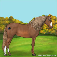 Horse Color:Chestnut 