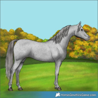 Horse Color:Black Varnish Rabicano 