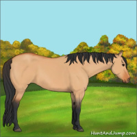 Horse Color:Bay Dun 
