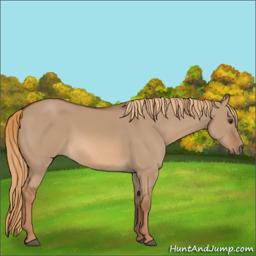 Horse Color:Red Dun 