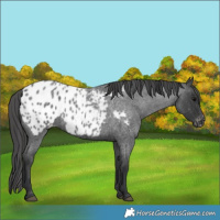 Horse Color:Blue Roan Appaloosa