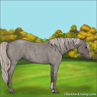 Horse Color:Silver Blue Roan Sabino 