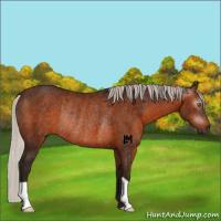 Horse Color:Gray Silver Bay Rabicano