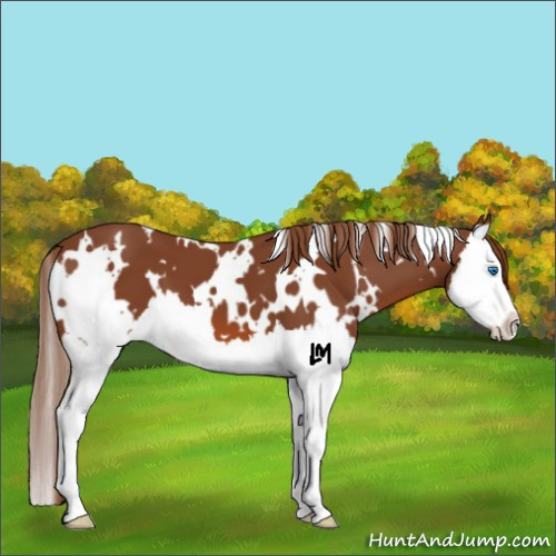 Horse Color:White Spotted Chestnut Splash