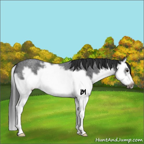 Horse Color:Brown Roan Splash Frame 