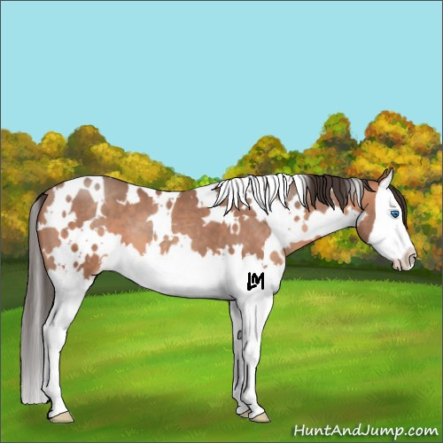 Horse Color:White Spotted Amber Champagne Splash 