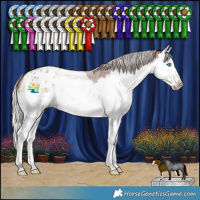 Horse Color:Silver Brown Roan Splash Appaloosa 