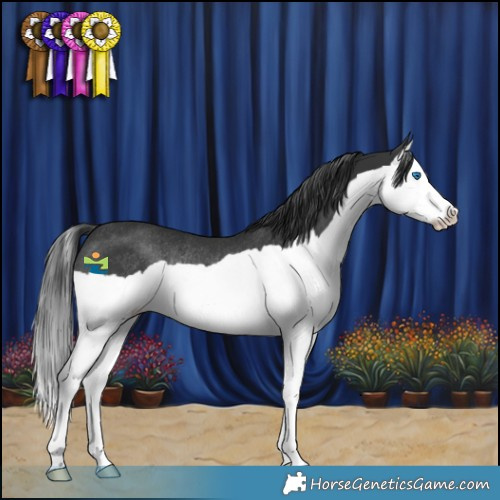 Horse Color:Black Splash Rabicano 