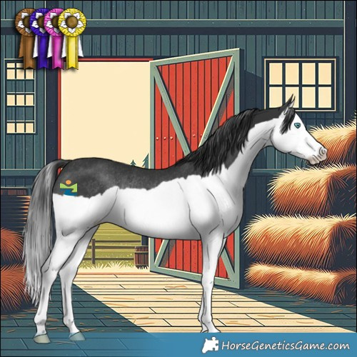Horse Color:Black Splash Rabicano 