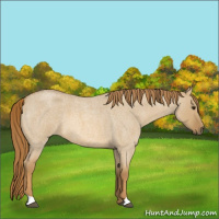 Horse Color:Red Dun Roan 