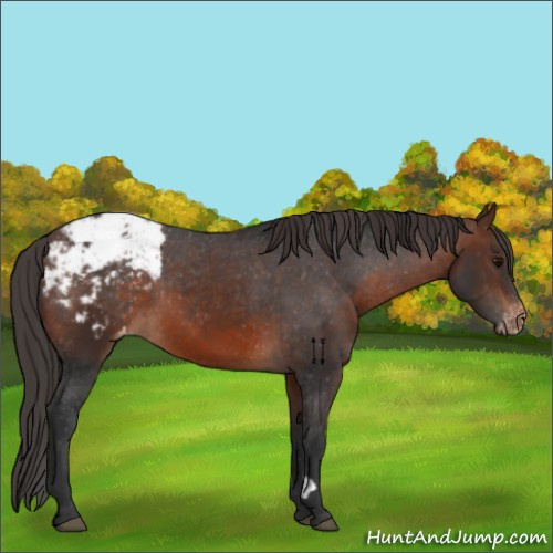 Horse Color:Brown Appaloosa 