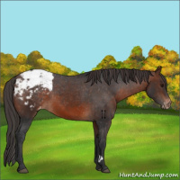 Horse Color:Brown Appaloosa 