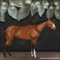 Horse Color:Gray Bay 