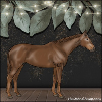 Horse Color:Gray Chestnut 