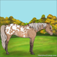 Horse Color:Silver Brown Dun Appaloosa