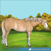 Horse Color:Palomino Sabino Splash Rabicano 