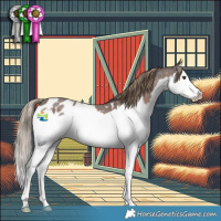 Horse Color:Liver Red Roan Splash Appaloosa 