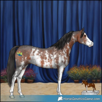 Horse Color:Brown Sabino