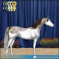 Horse Color:Liver Red Roan Splash Rabicano 