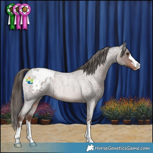Horse Color:Liver Red Roan Appaloosa Rabicano 
