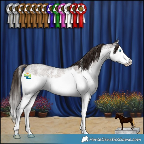 Horse Color:Liver Red Roan Sabino Splash Rabicano 