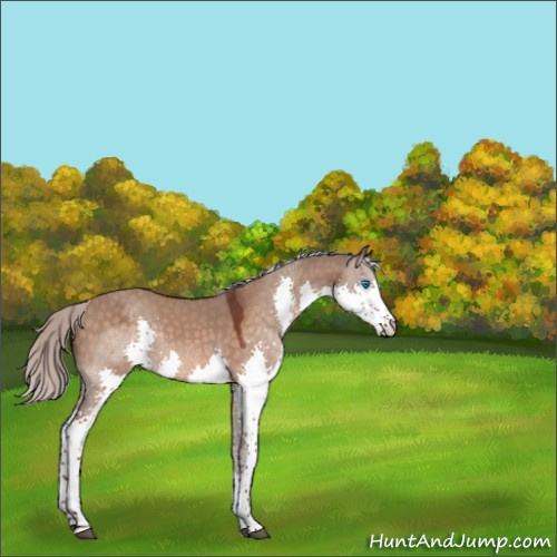 Horse Color:Silver Brown Dun Splash Tobiano 
