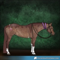 Horse Color:Chocolate Bay Dun Sabino Tobiano