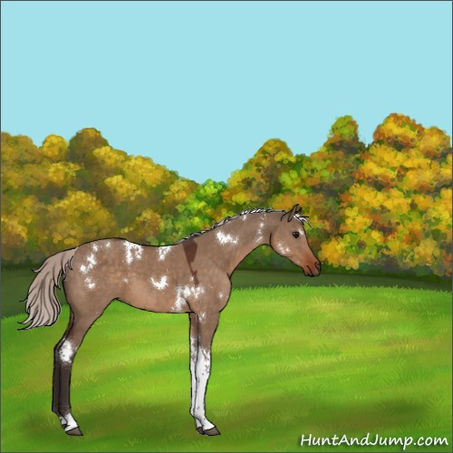 Horse Color:White Spotted Silver Brown Dun Tobiano 