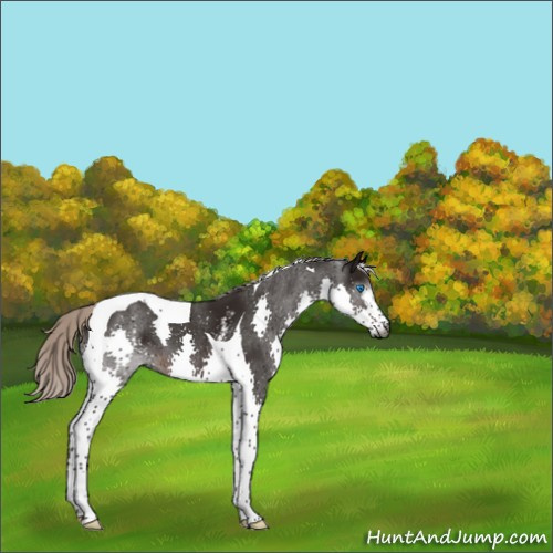 Horse Color:Gray White Spotted Silver Brown Splash Tobiano 