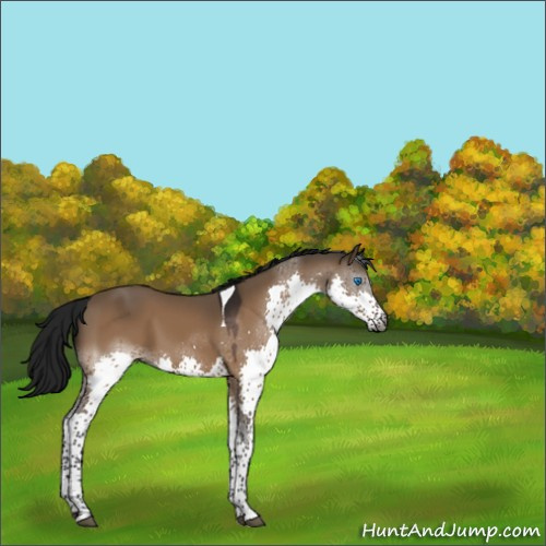 Horse Color:Gray Brown Dun Splash Tobiano 