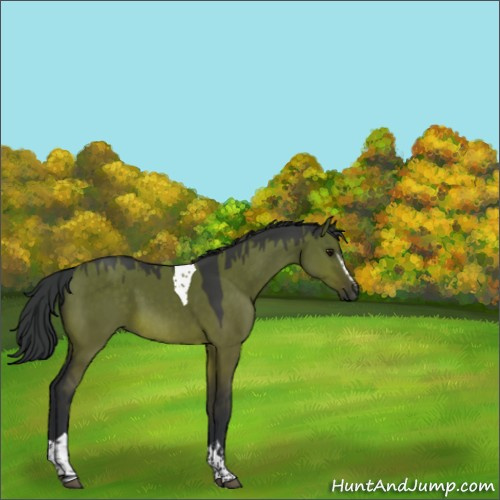 Horse Color:White Spotted Brown Dun Tobiano 