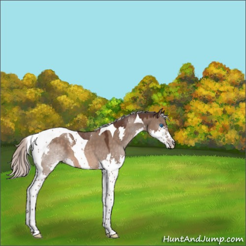 Horse Color:Silver Brown Dun Splash Tobiano 