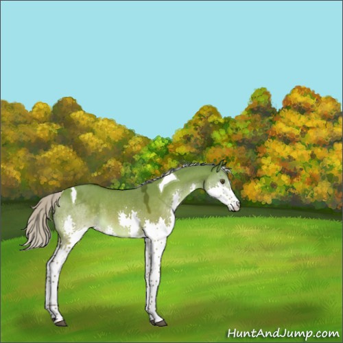 Horse Color:Silver Brown Dun Splash Tobiano Rabicano 
