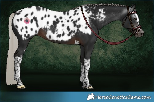 Horse Color:Gray White Spotted Silver Brown Tobiano Appaloosa 