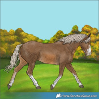 Horse Color:Chocolate Palomino Sabino Rabicano 