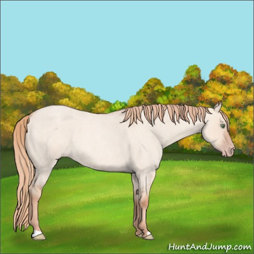 Horse Color:Gold Champagne Roan Dun 