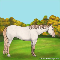 Horse Color:Gold Champagne Roan Dun 