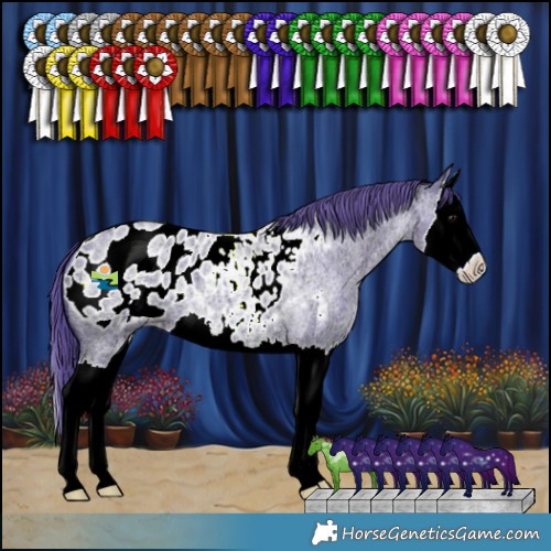 Horse Color:Watercolor Blue Ice Roan Splash Appaloosa 