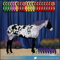 Horse Color:Watercolor Blue Ice Roan Splash Appaloosa 