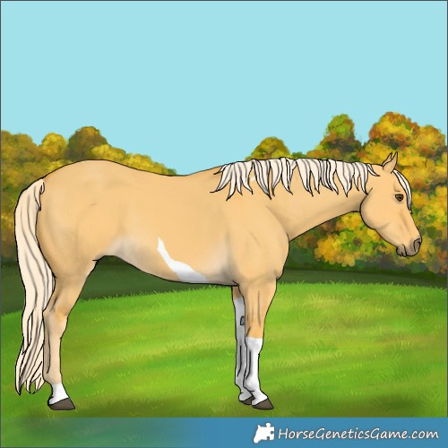 Horse Color:Palomino Dun Tobiano