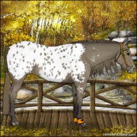 Horse Color:Smoky Black Appaloosa 