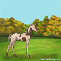 Horse Color:Liver Chestnut Rabicano  and Gold Champagne Pearl Rabicano 