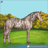 Horse Color:Liver Chestnut Rabicano and Gold Champagne Pearl Appaloosa Rabicano