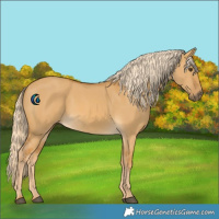 Horse Color:Palomino Dun