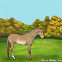 Horse Color:Chocolate Palomino Dun 