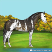 Horse Color:Buckskin Sabino Splash